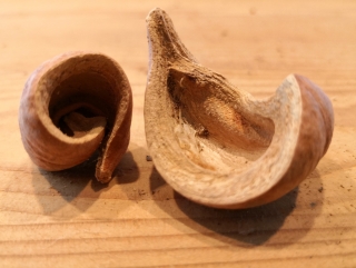 SUŠENÝ PLOD „LALI TOČENÝ“ HNEDÝ 3-4cm - 5ks