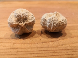 Sušený plod cesnak bielený 1,5-3cm - 5ks