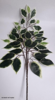 Aranžérska zeleň Fikus 55cm - bielym okrajom