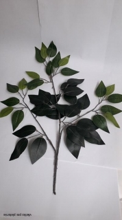 Aranžérska zeleň - Fikus 55cm