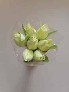 Kytica Tulipánov - bledozelené 7ks