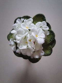 Kytica primuliek - biela