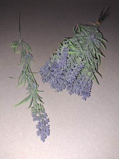 Levandula
